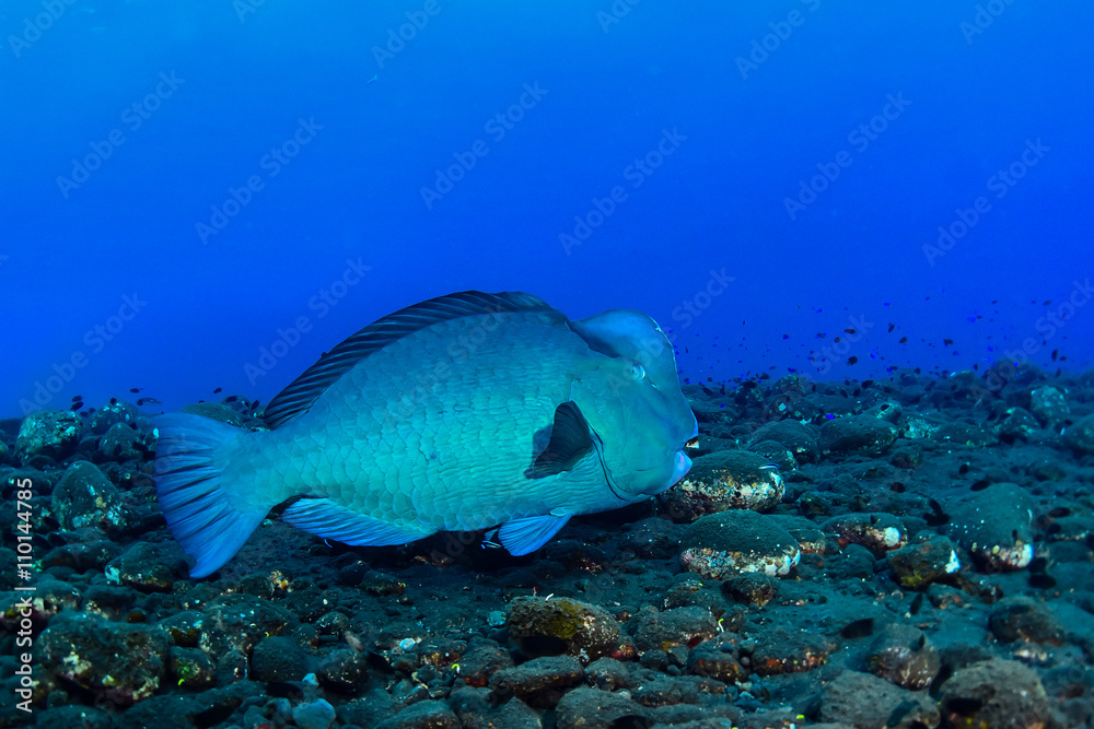 Bumphead parrotfish Bumphead parrotfish