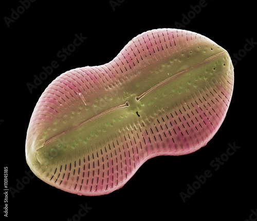 Diatom alga, SEM photo