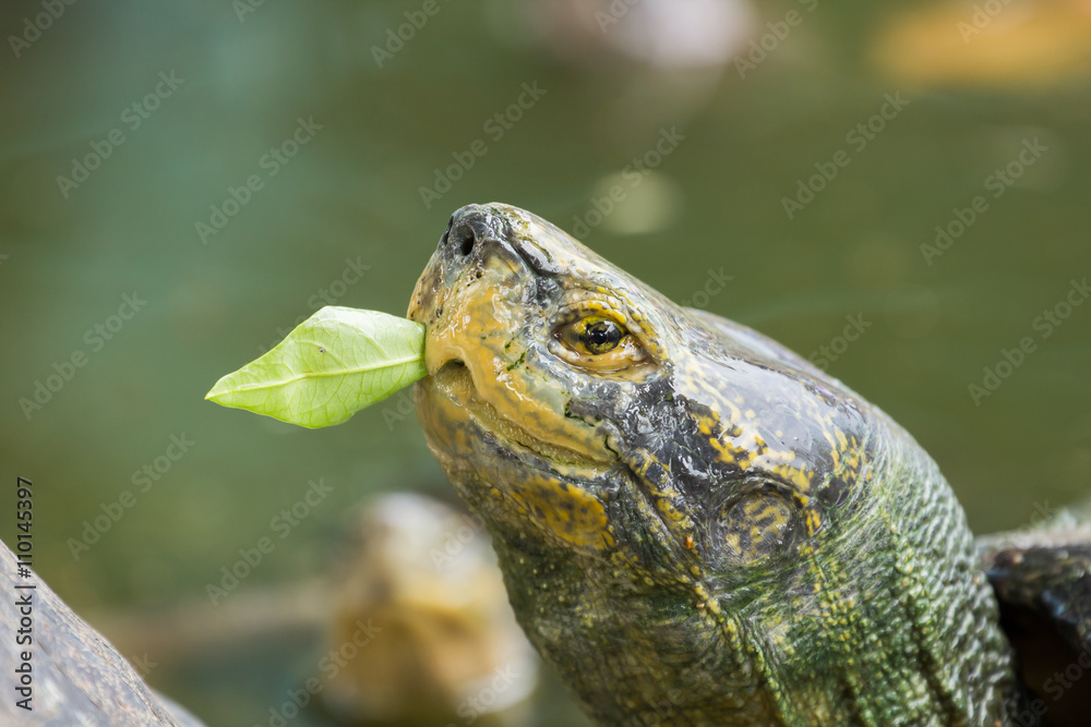 Turtle eating morning glory Turtle eating morning glory