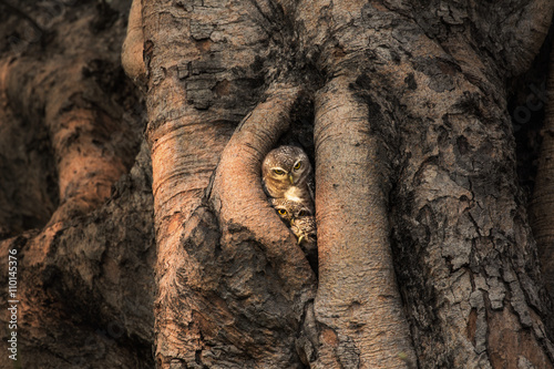 Tableau sur toile Spotted owlet