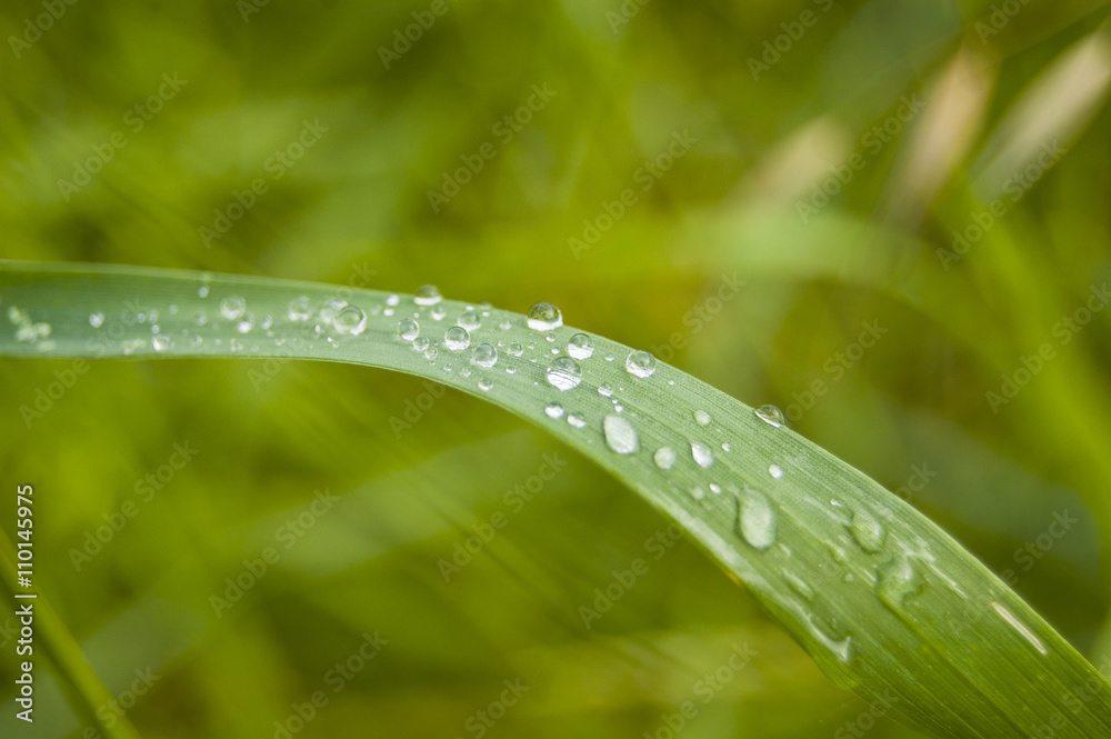Macro Morning Dews on green grass Macro Morning Dews on green grass