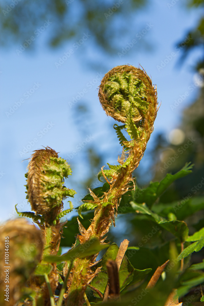 Fibonacci Spiral Unfolding / Fern Spiral