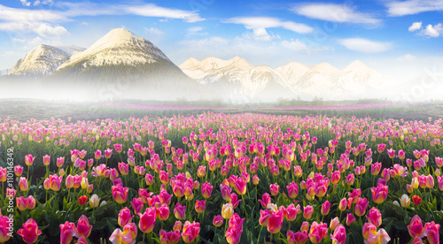 Tulips in the Carpathian region photo