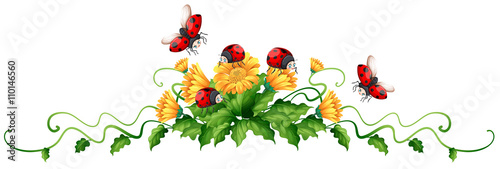 Ladybugs and yellow flowers