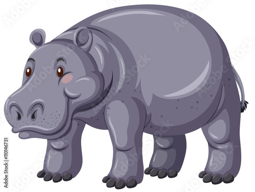 Hippo with gray skin