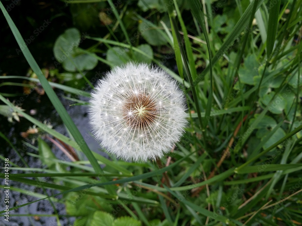 Vom Löwenzahn zur Pusteblume