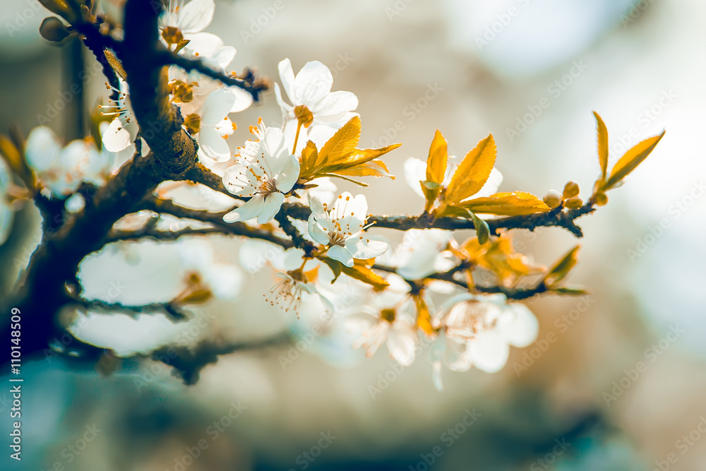 Flowering apple trees. background with blooming flowers on a spring day. Flowering apple trees. background with blooming flowers on a spring day.