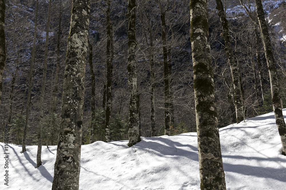 Fototapeta premium snow landscape in spain