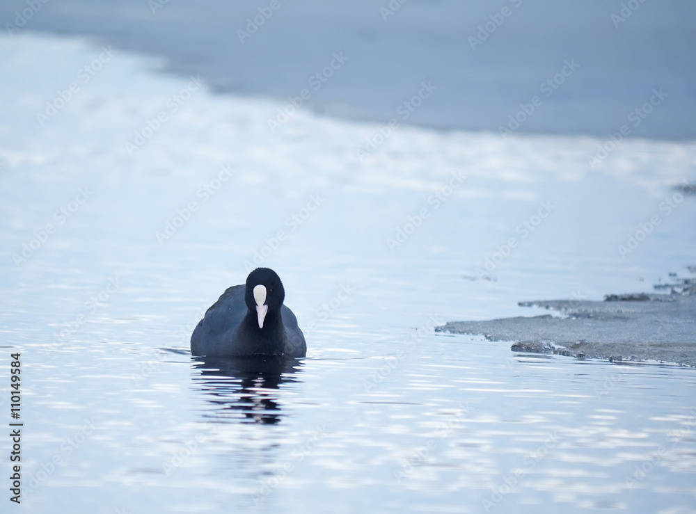 Fototapeta premium Rare bird coot on the lake