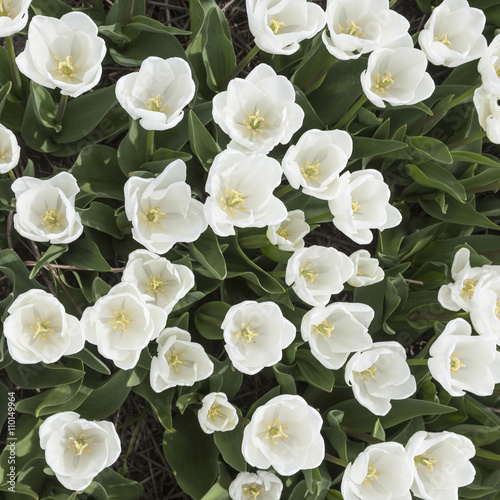 white tulips in garden seen from above