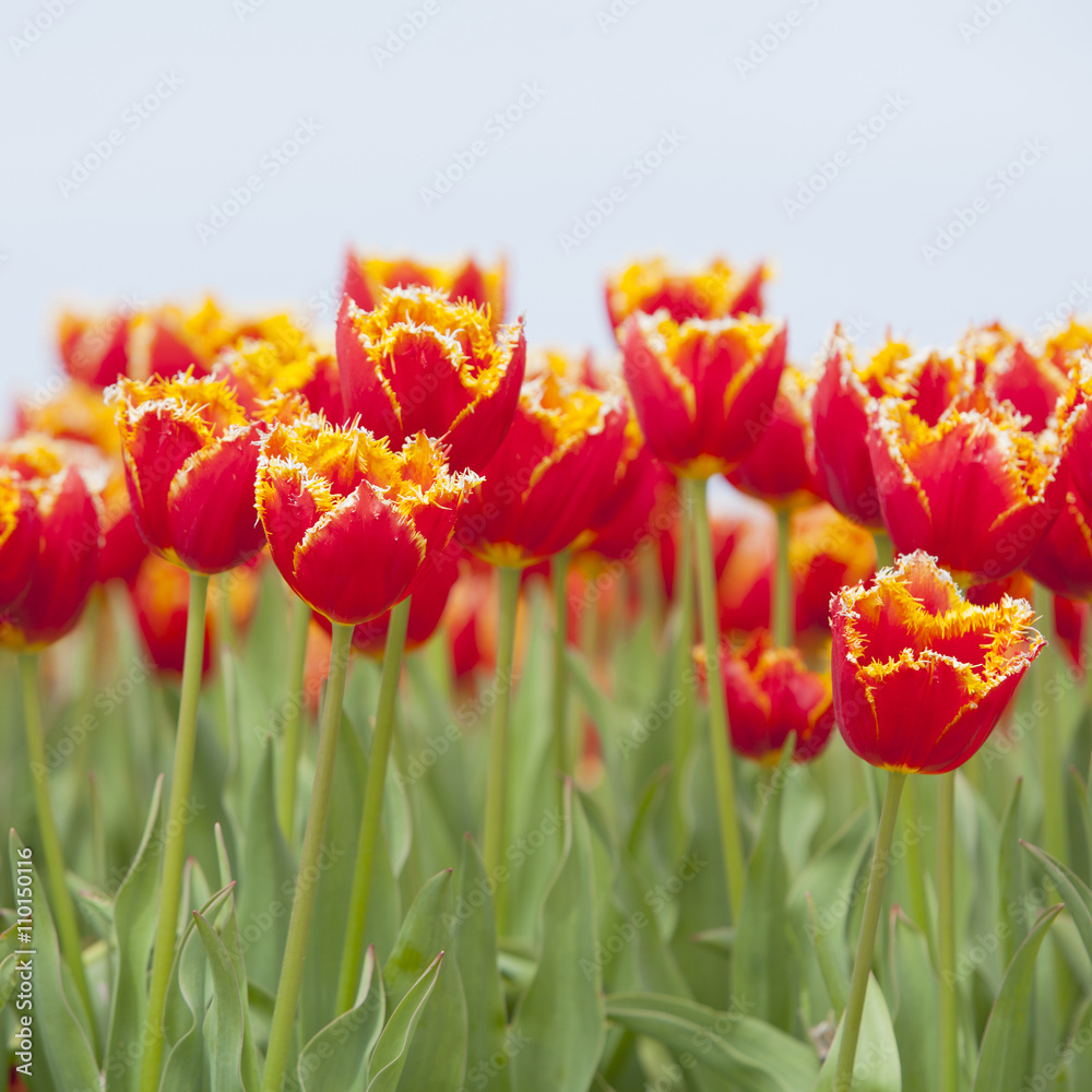 closeup of red tulips with yellow brim in dutch flower field