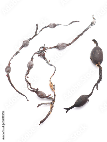 Dried seaweed fucus on a white background photo