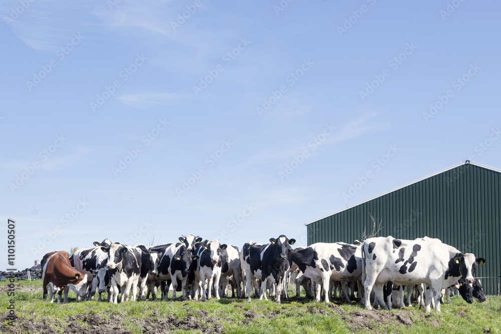 black and white cows in sunny dutch green meadow under blue sky
