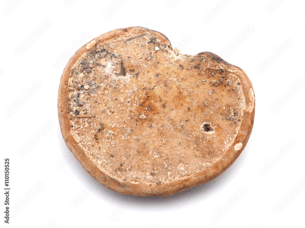 Polypore mushroom on a white background Polypore mushroom on a white background