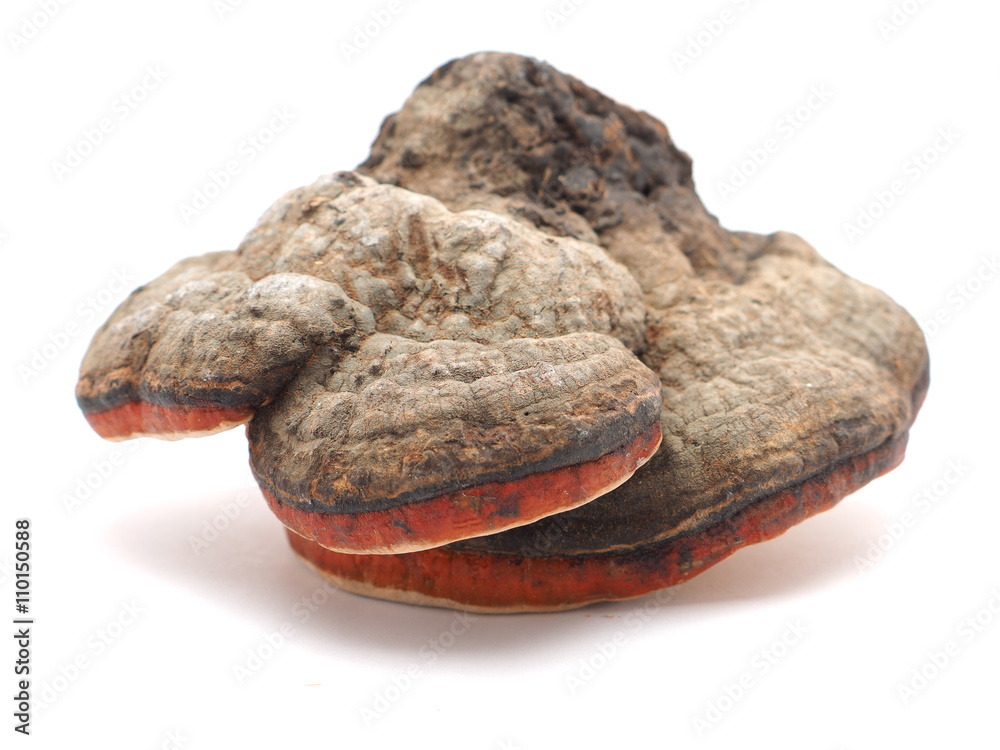 Polypore mushroom on a white background Polypore mushroom on a white background