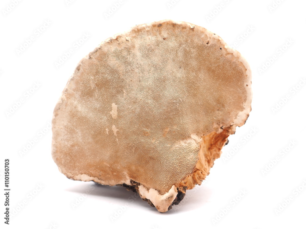 Polypore mushroom on a white background Polypore mushroom on a white background