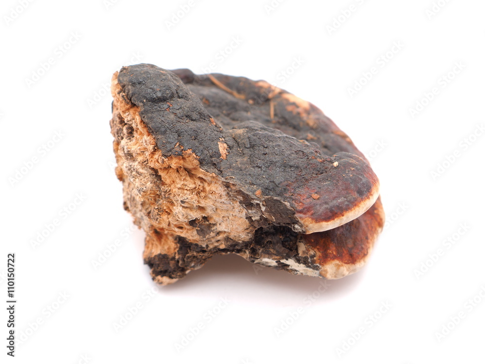 Polypore mushroom on a white background