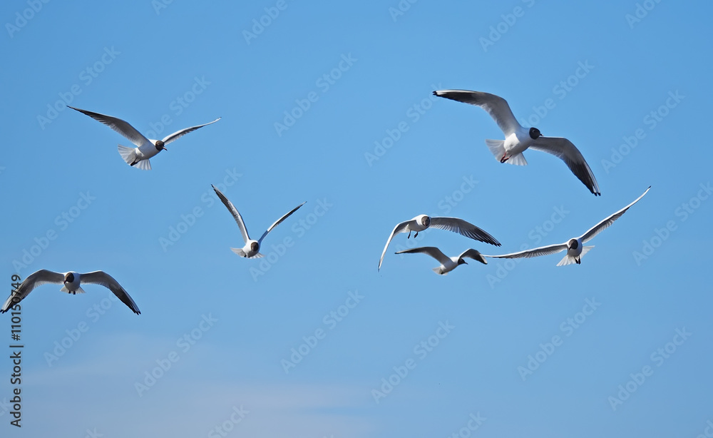 seagull in flight