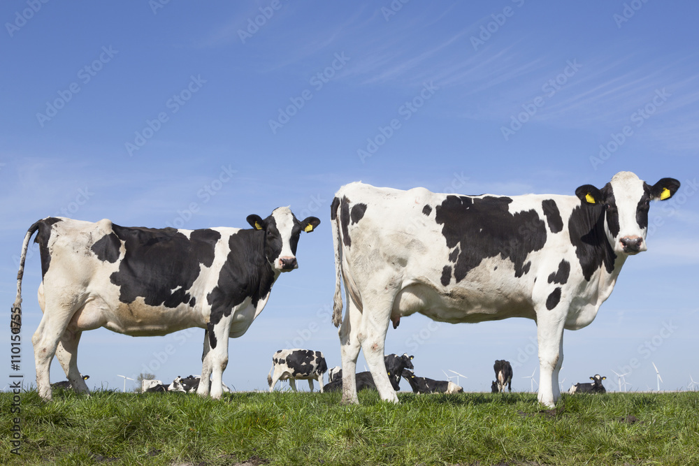 black and white cows stare in green grassy meadow under blue sky