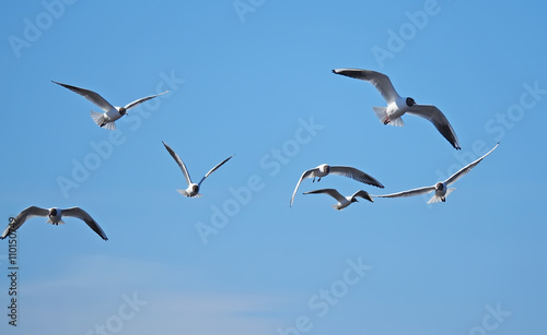 seagull in flight