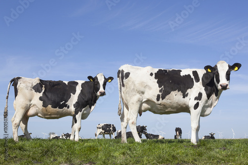 black and white cows stare in green grassy meadow under blue sky © ahavelaar