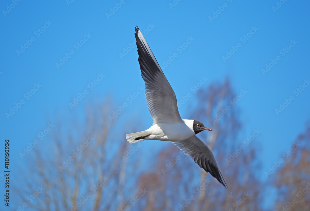 seagull in flight seagull in flight