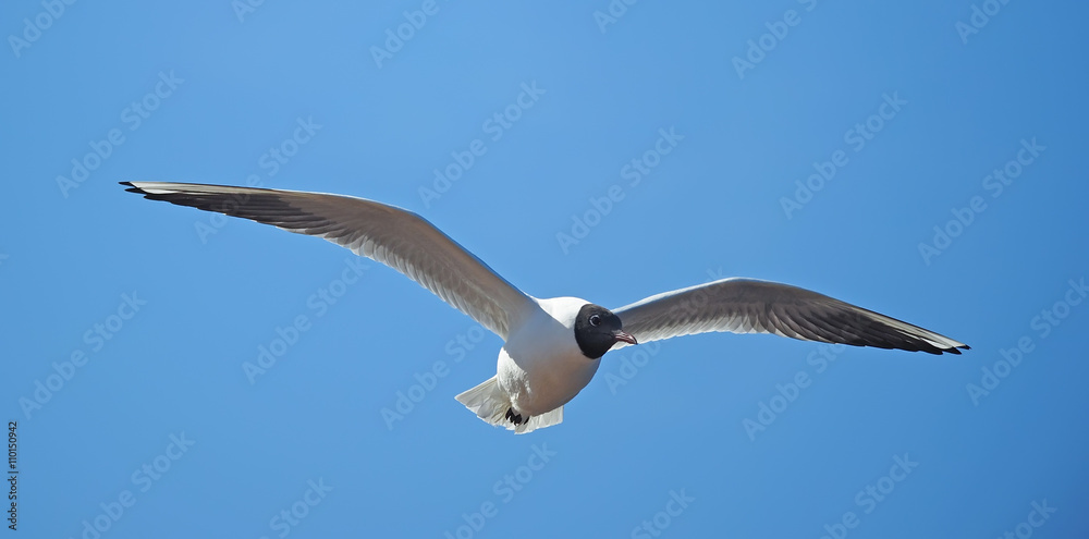 seagull in flight seagull in flight