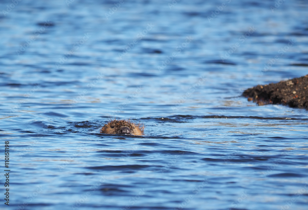 Fototapeta premium beaver on the river
