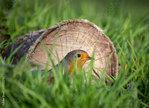 Robin hiding in grass with a log behind him. Natural environment for one of Britains favourite song birds.