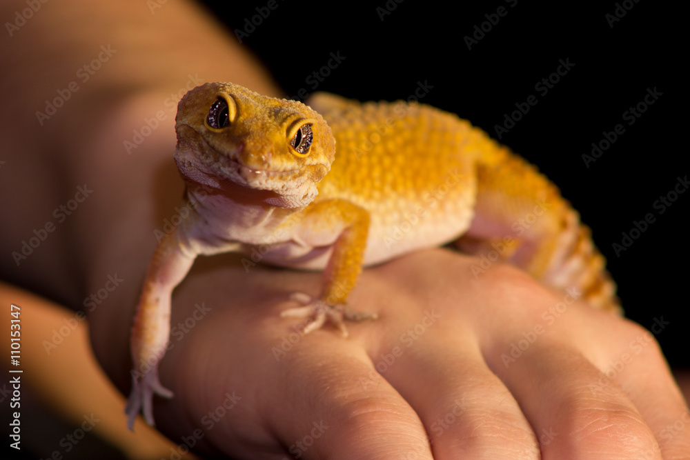 Fototapeta premium Leopard gecko pet