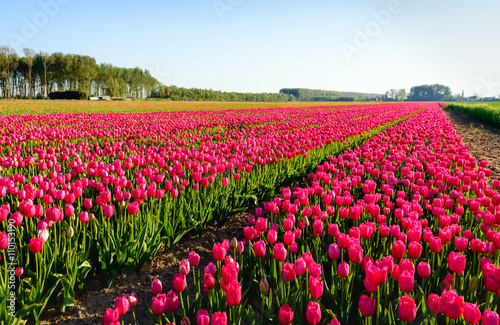 Bright red blossoming tulips in early morning sunlight
