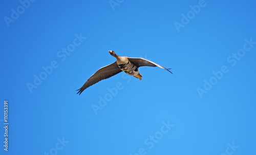 Geese in flight