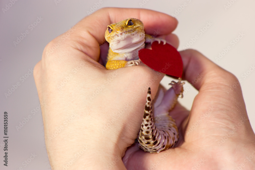 Naklejka premium Leopard gecko pet