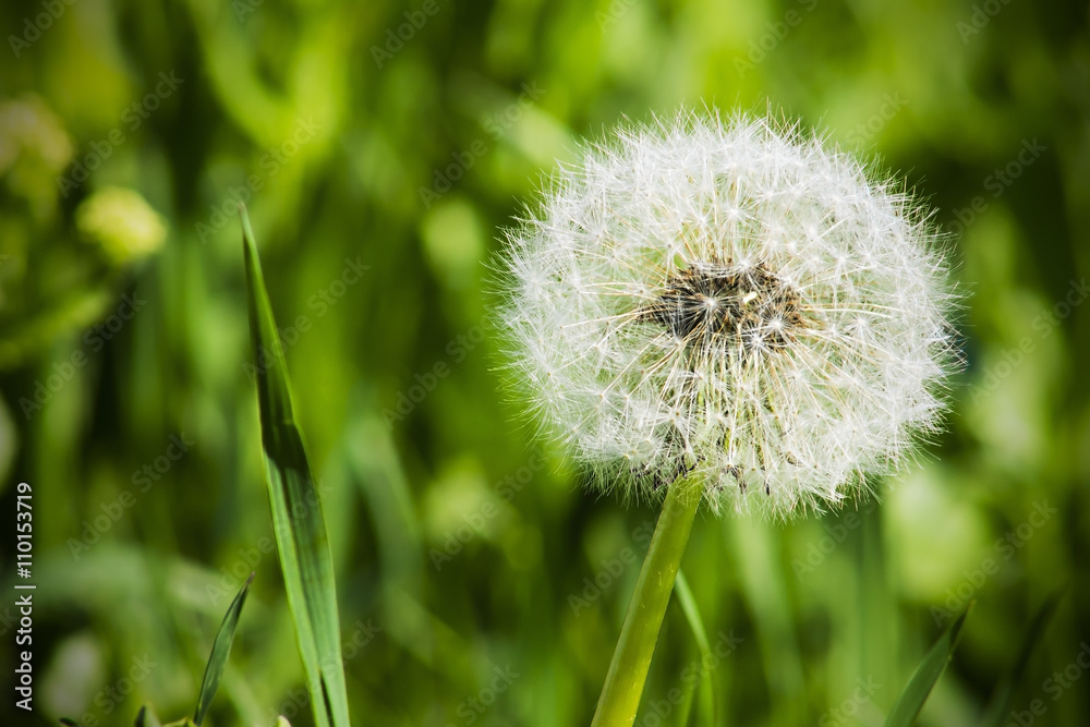 white dandelion on the green grass, nature plant
