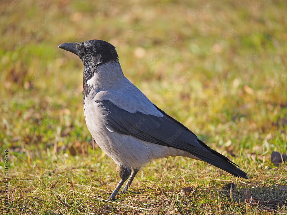 Crow on the bank of the river Crow on the bank of the river