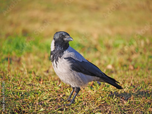 Crow on the bank of the river