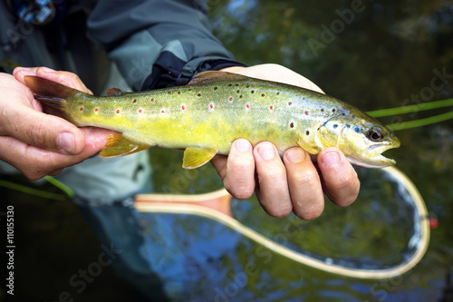 Fly fisherman holding brown trout