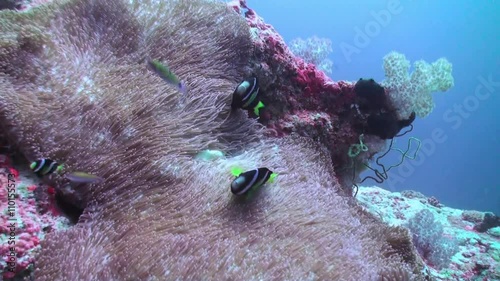 Anemones and clown fish in the stream. Close Up Shot. Amazing, beautiful underwater marine life world of sea creatures in Maldives. Scuba diving and tourism. photo