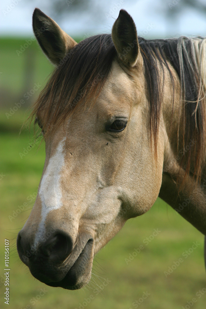 Obraz premium Pferdekopf