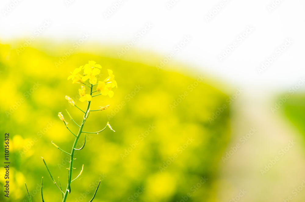 Obraz premium Ripeseed stem on blurry background