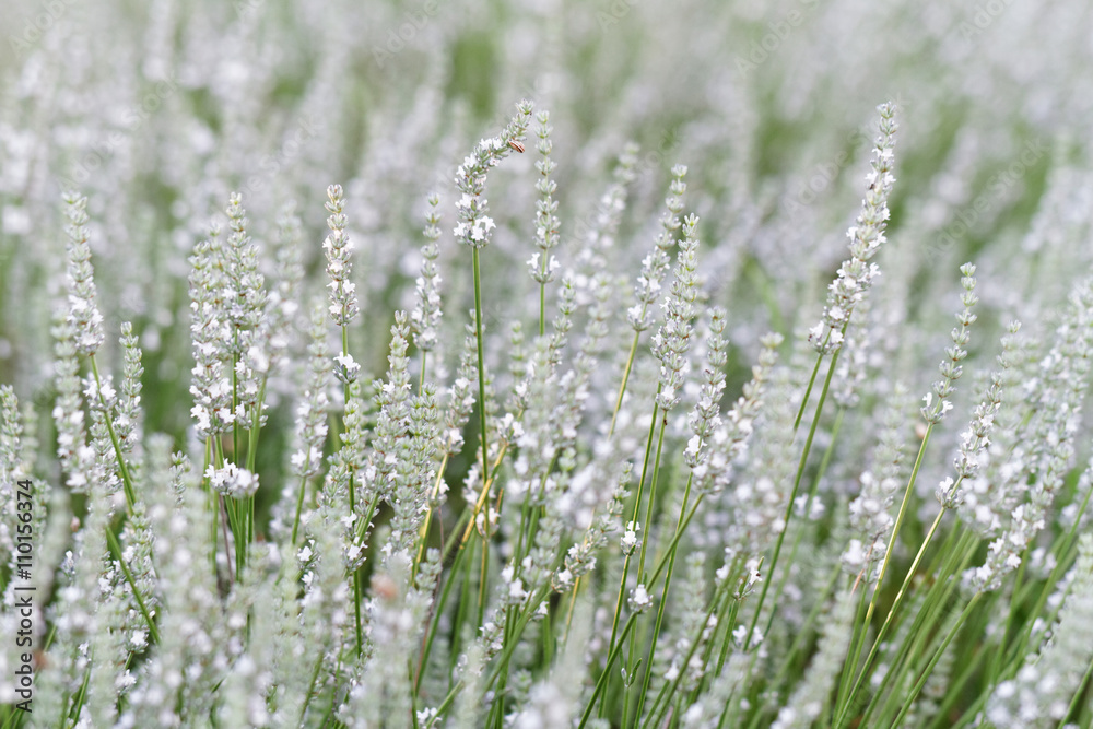 White lavender flowers