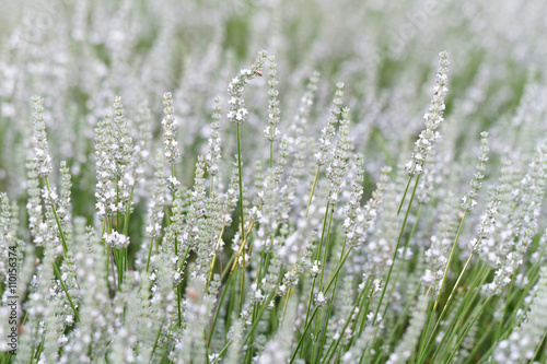 White lavender flowers