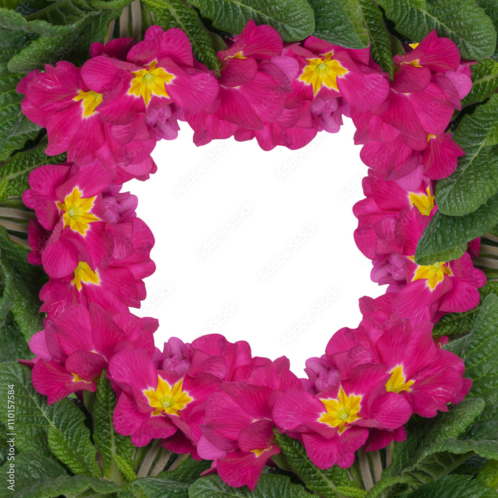 frame of pink flowers isolated on white frame of pink flowers isolated on white
