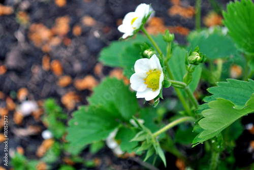 strawberry blossoms in the spring garden with a blurred background © verdinatoo