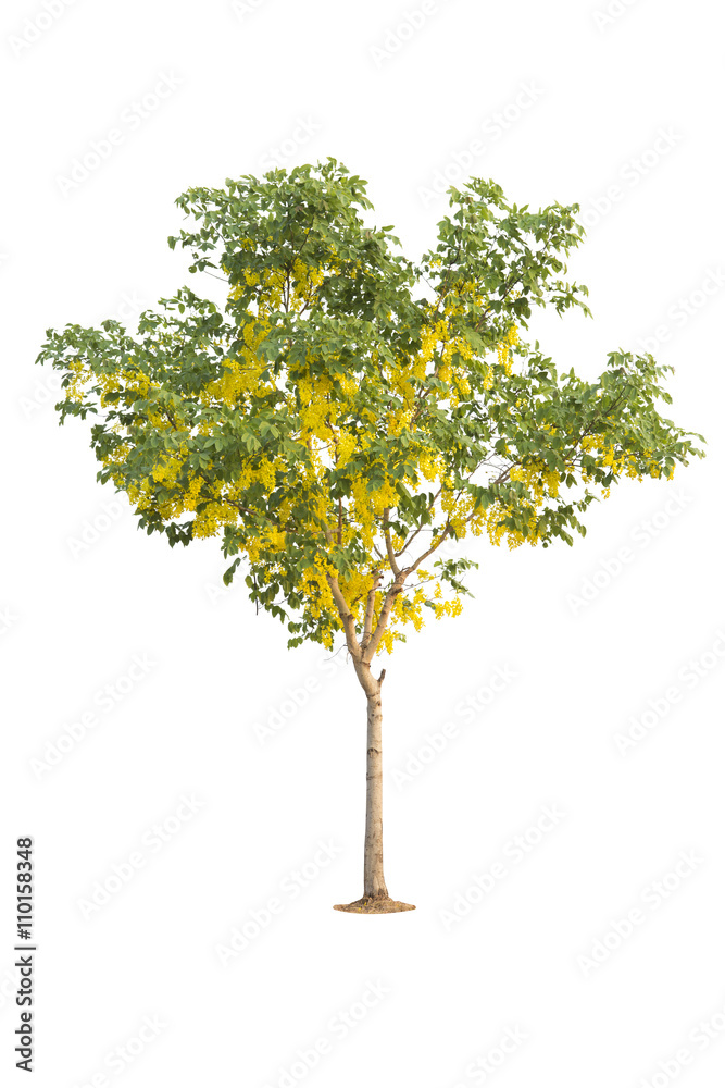 Golden shower tree isolate on white background with clipping path