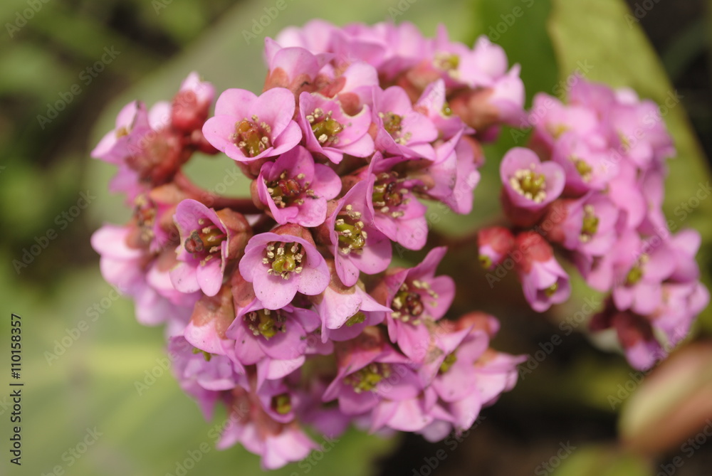 blooming pink flower Bergenia. Selective focus blooming pink flower Bergenia. Selective focus