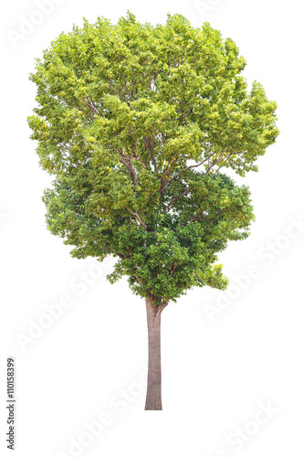 Big tree isolate on white background clipping path