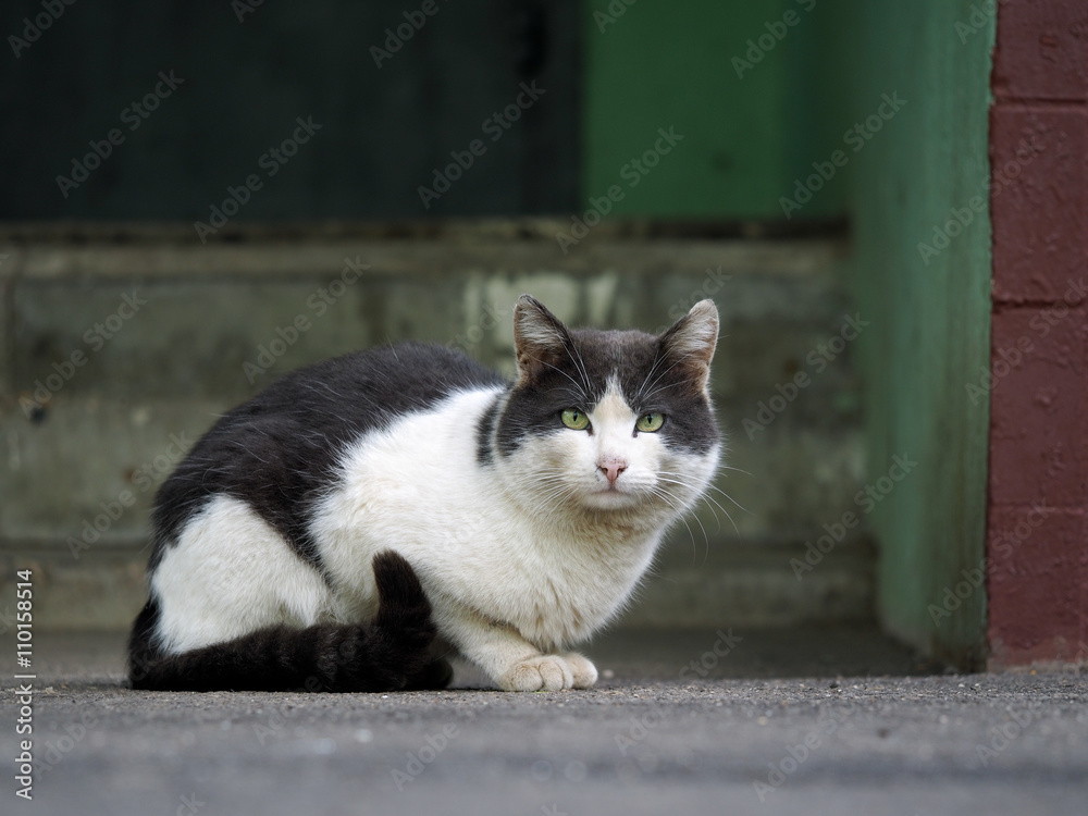 Black and white street cat. Wandering cat sitting on the pavement at the entrance to the house. The concept of the problem of homeless animals Black and white street cat. Wandering cat sitting on the pavement at the entrance to the house. The concept of the problem of homeless animals