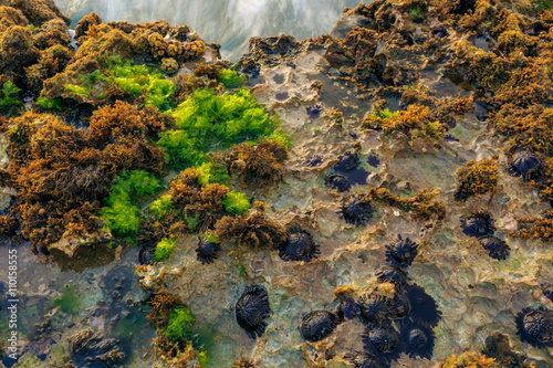 Pacific ocean sea stars in Oahu Hawaii at low tide