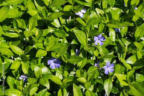 Periwinkle with glossy leaves